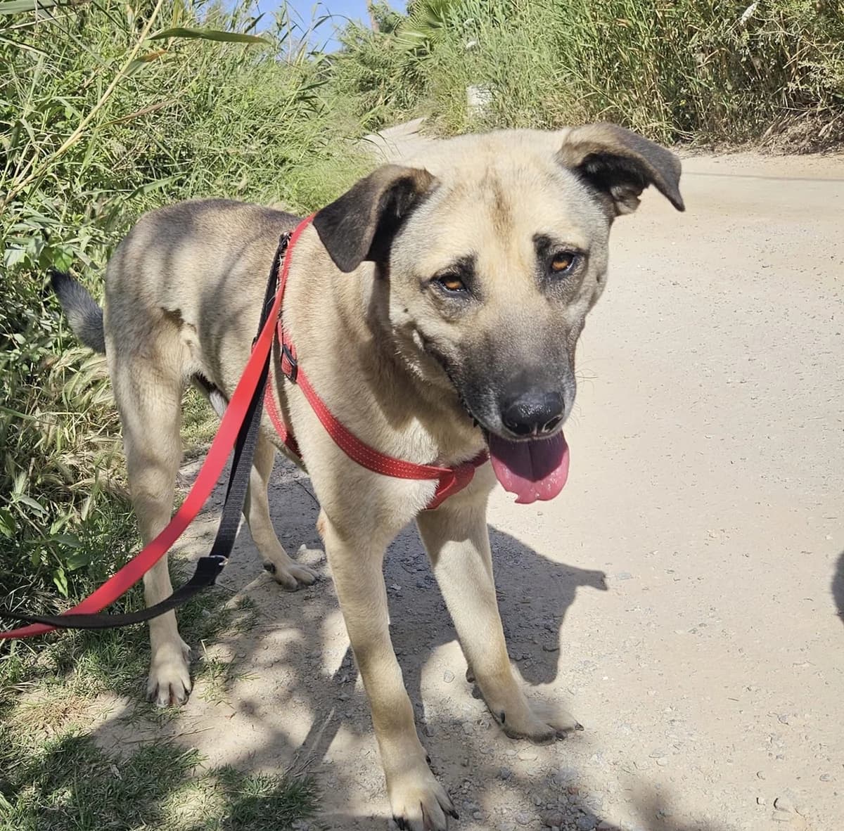 Enzo, male young Mixed Breed for adoption at Melampo, Melampo