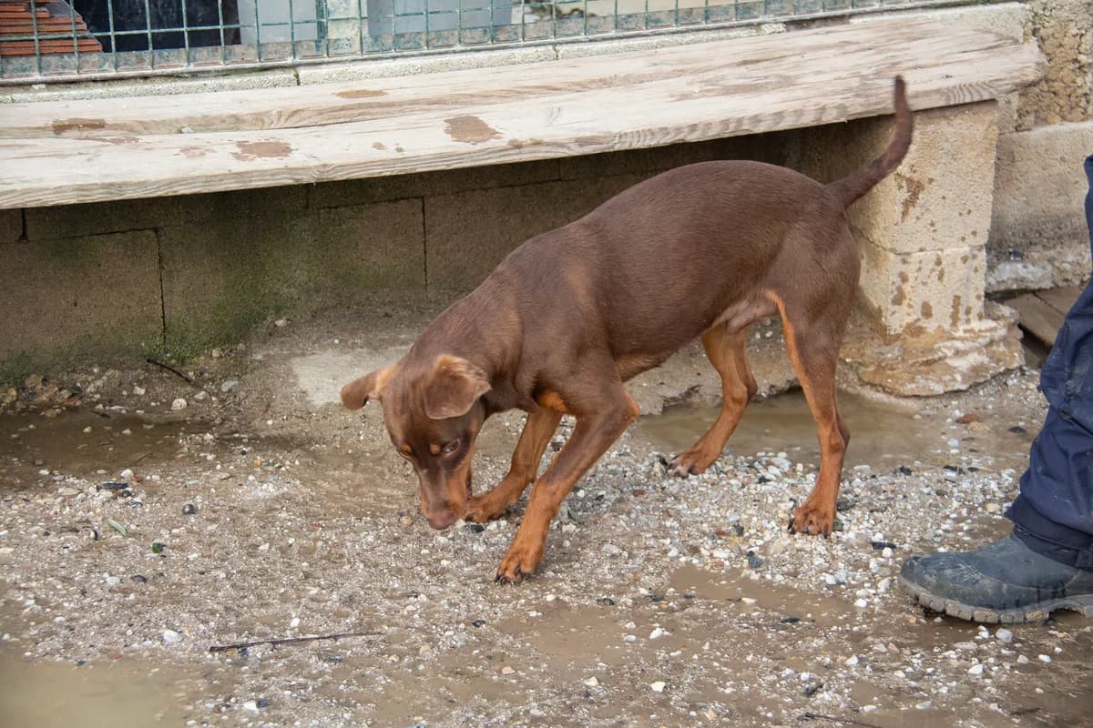 Ewe, male Podenco for adoption at Melampo, Melampo photo 3