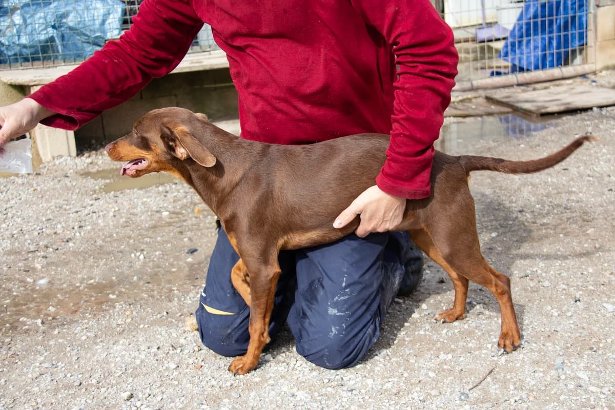Ewe, male Podenco for adoption at Melampo, Melampo photo 4