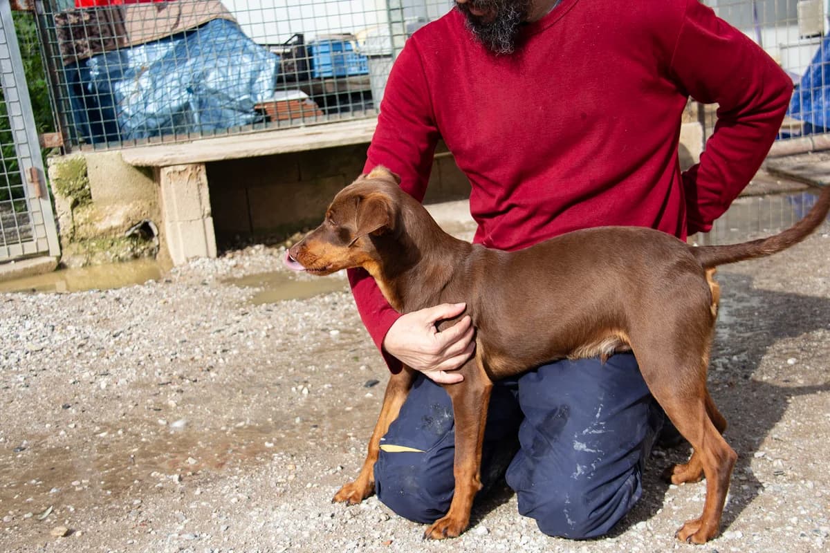 Ewe, male Podenco for adoption at Melampo, Melampo photo 5