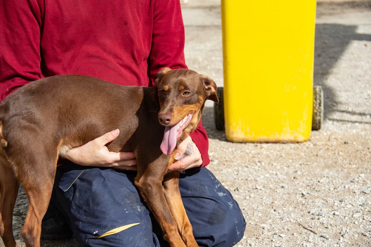 Ewe, male Podenco for adoption at Melampo, Melampo photo 6