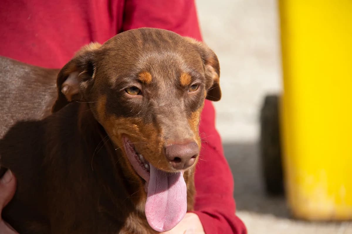 Ewe, male Podenco for adoption at Melampo, Melampo photo 7