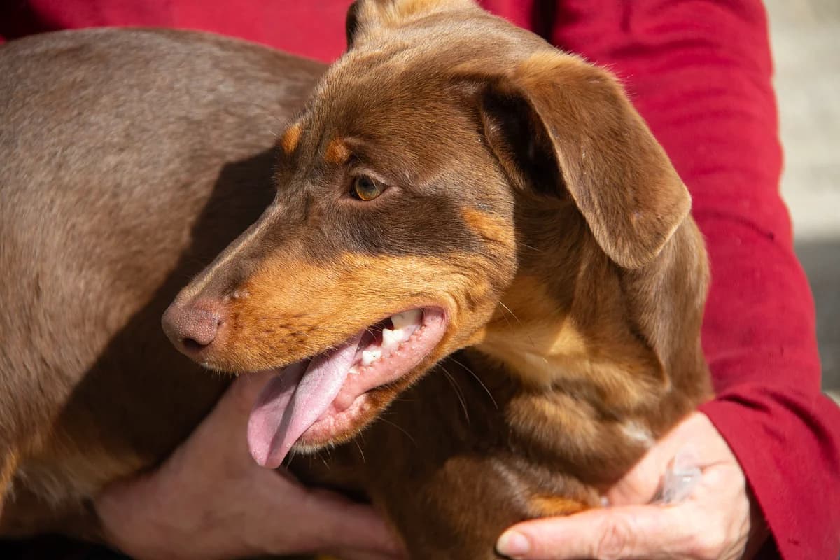 Ewe, male Podenco for adoption at Melampo, Melampo photo 8