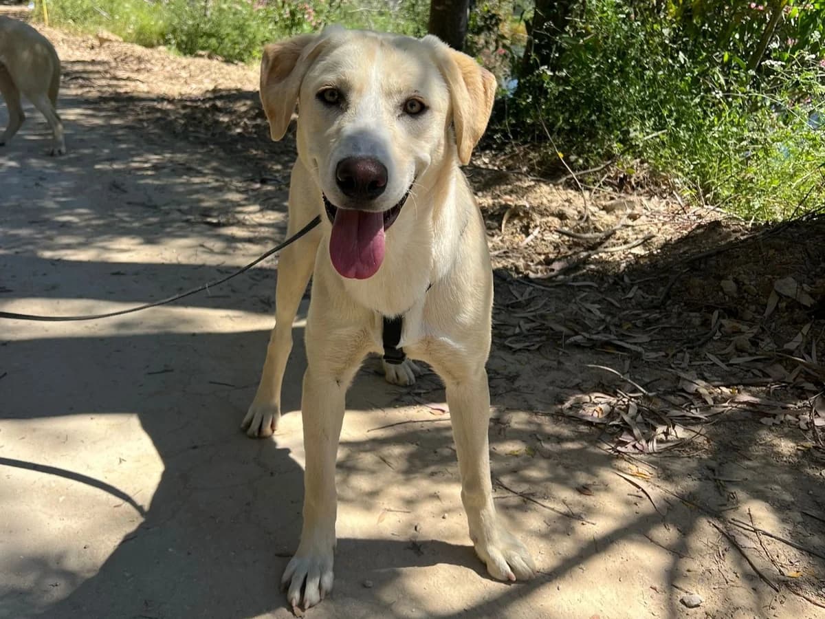 Hydra, female Mixed Breed for adoption at Melampo, Melampo photo 2