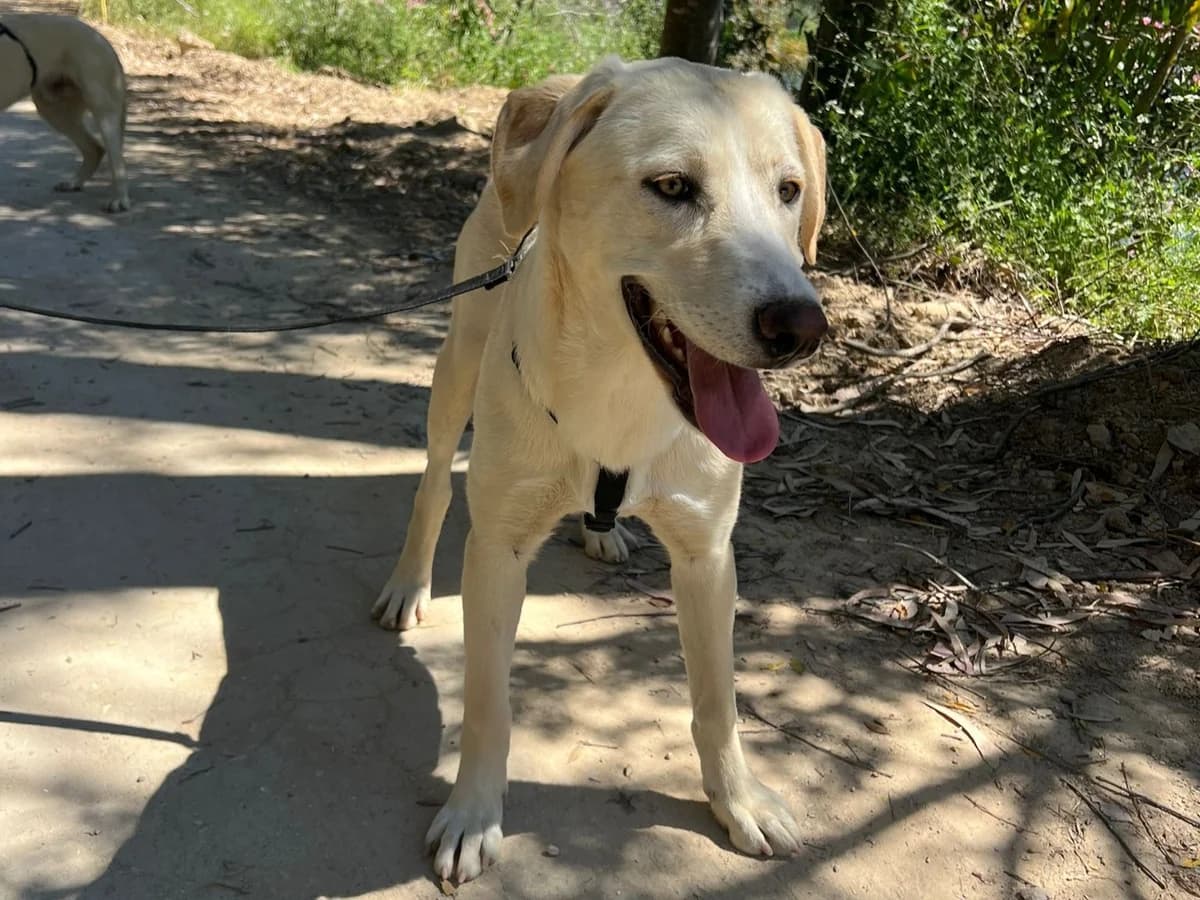 Hydra, female Mixed Breed for adoption at Melampo, Melampo photo 3