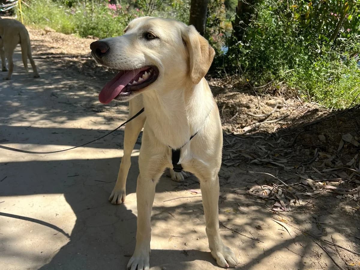 Hydra, female Mixed Breed for adoption at Melampo, Melampo photo 4