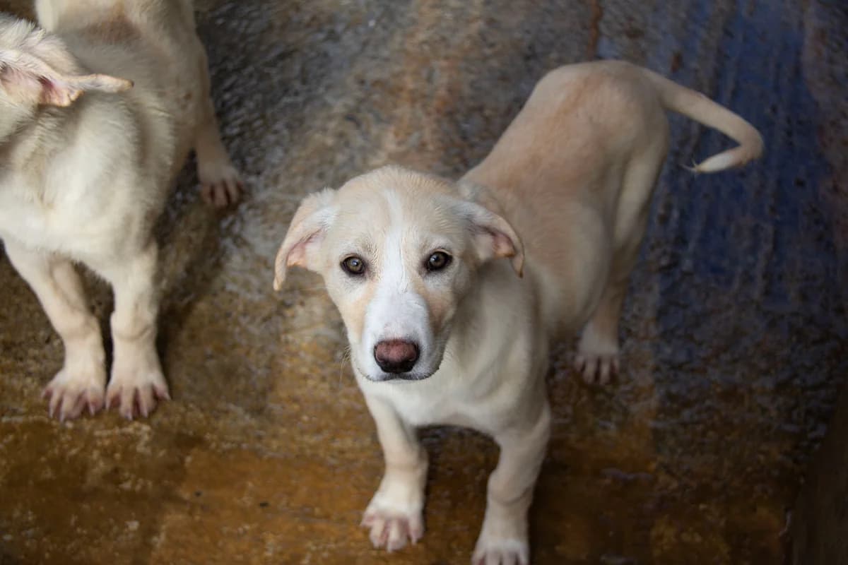 Hydra, female Mixed Breed for adoption at Melampo, Melampo photo 6