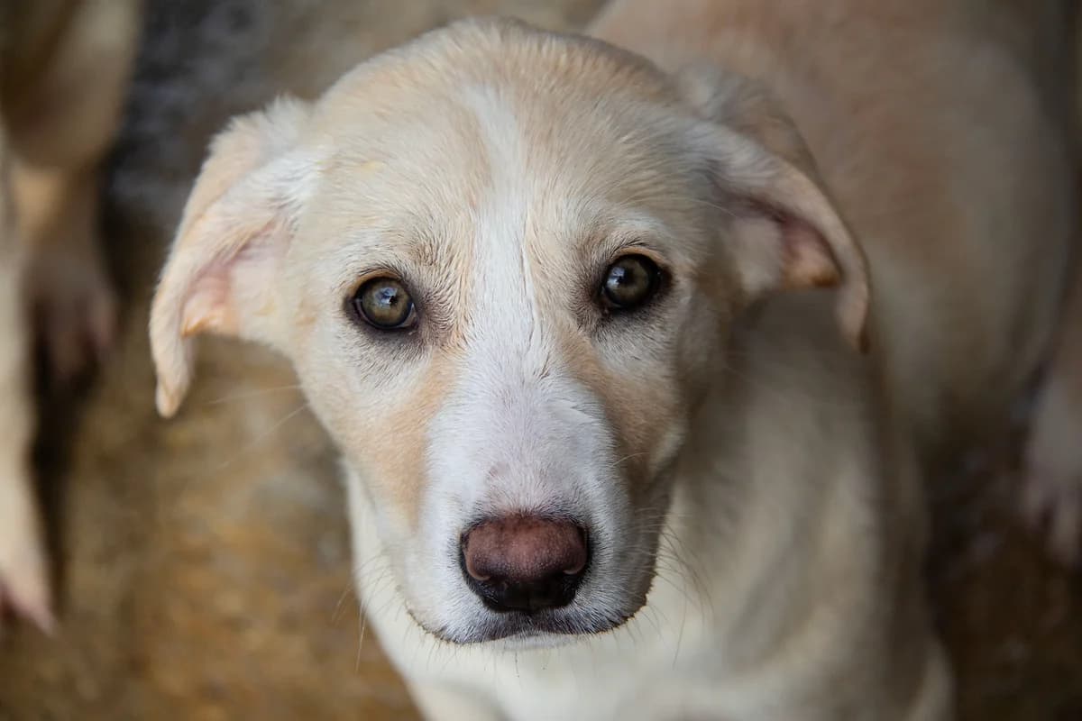 Hydra, female Mixed Breed for adoption at Melampo, Melampo photo 7