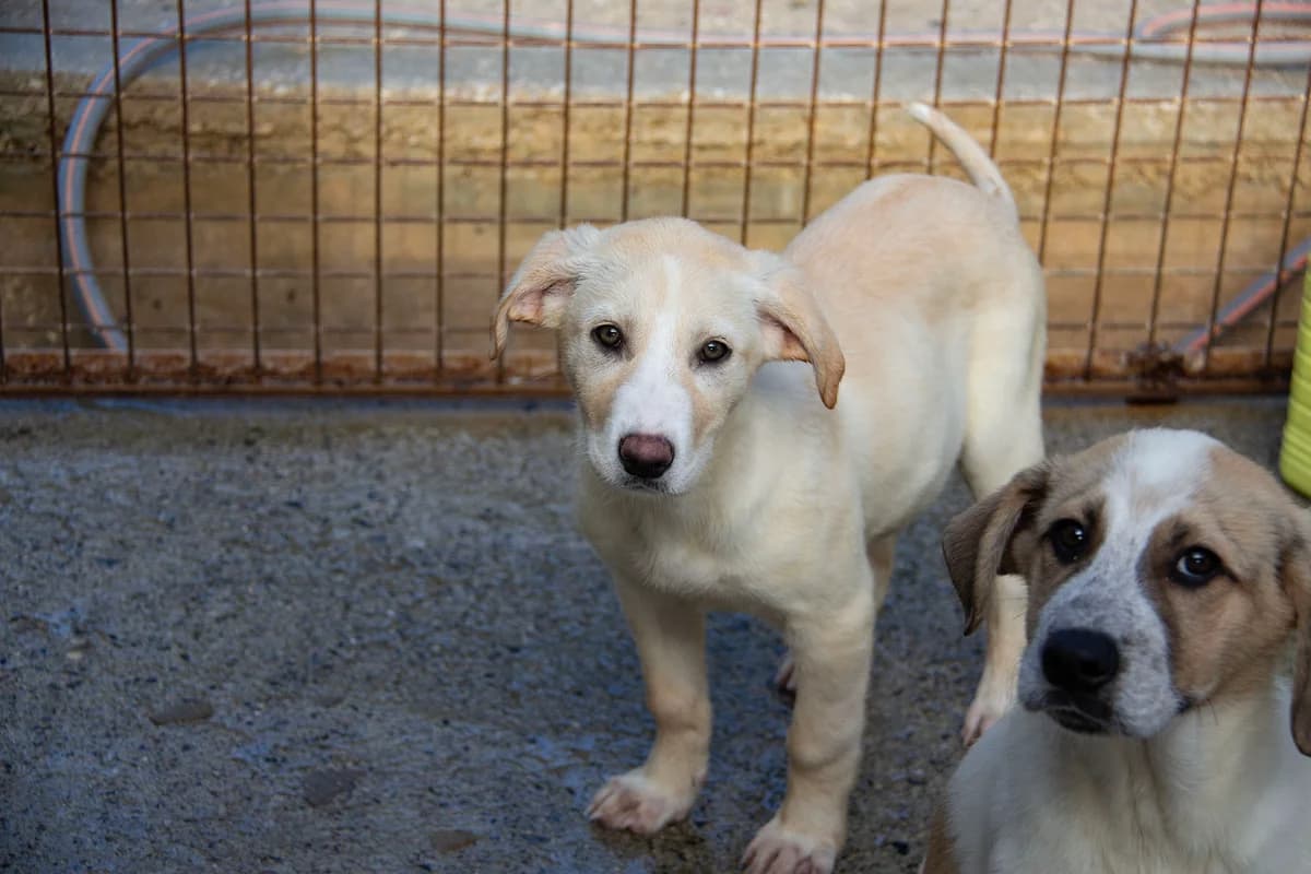 Hydra, female Mixed Breed for adoption at Melampo, Melampo photo 8