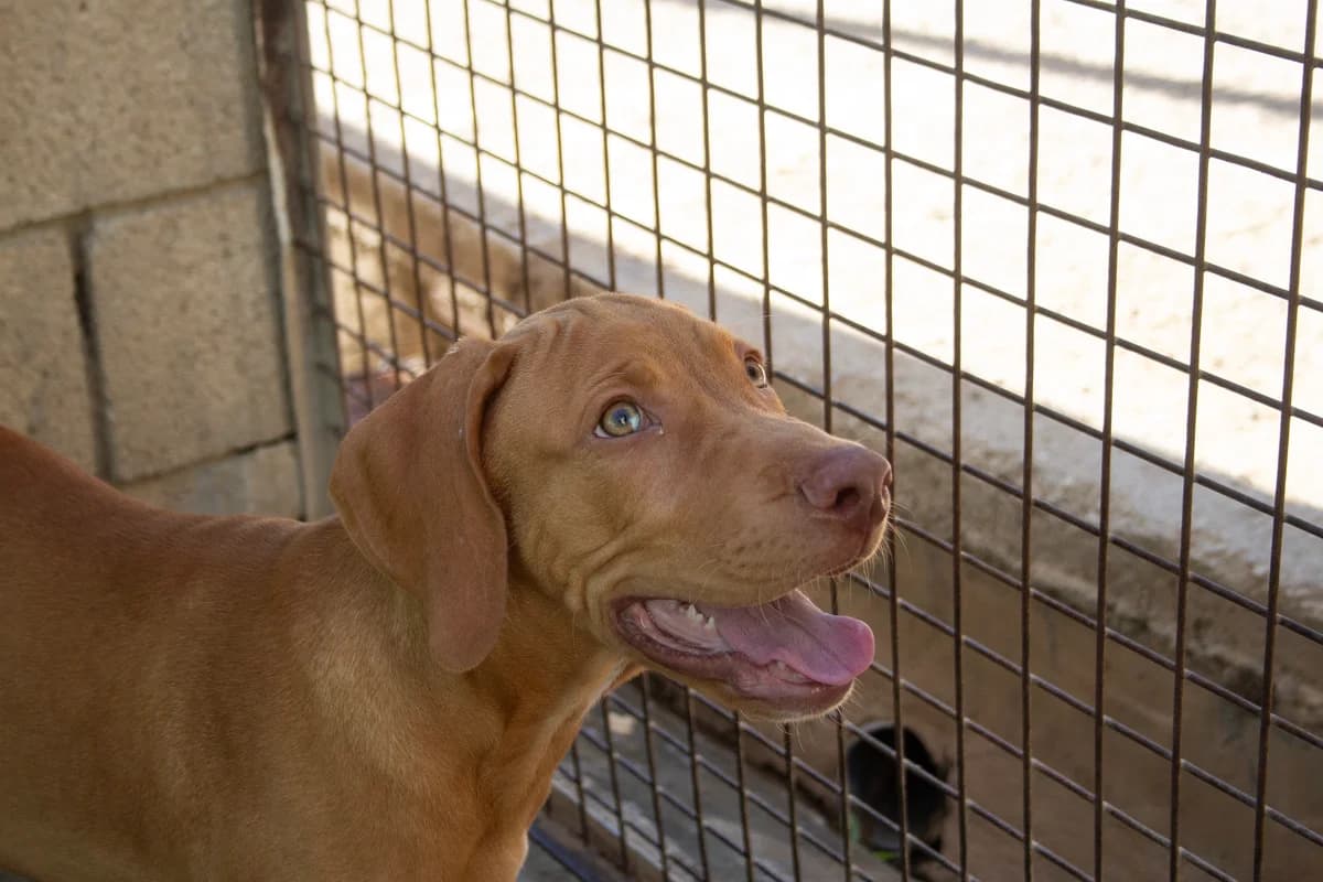 Ibai, male puppy Vizsla for adoption at Melampo, Melampo