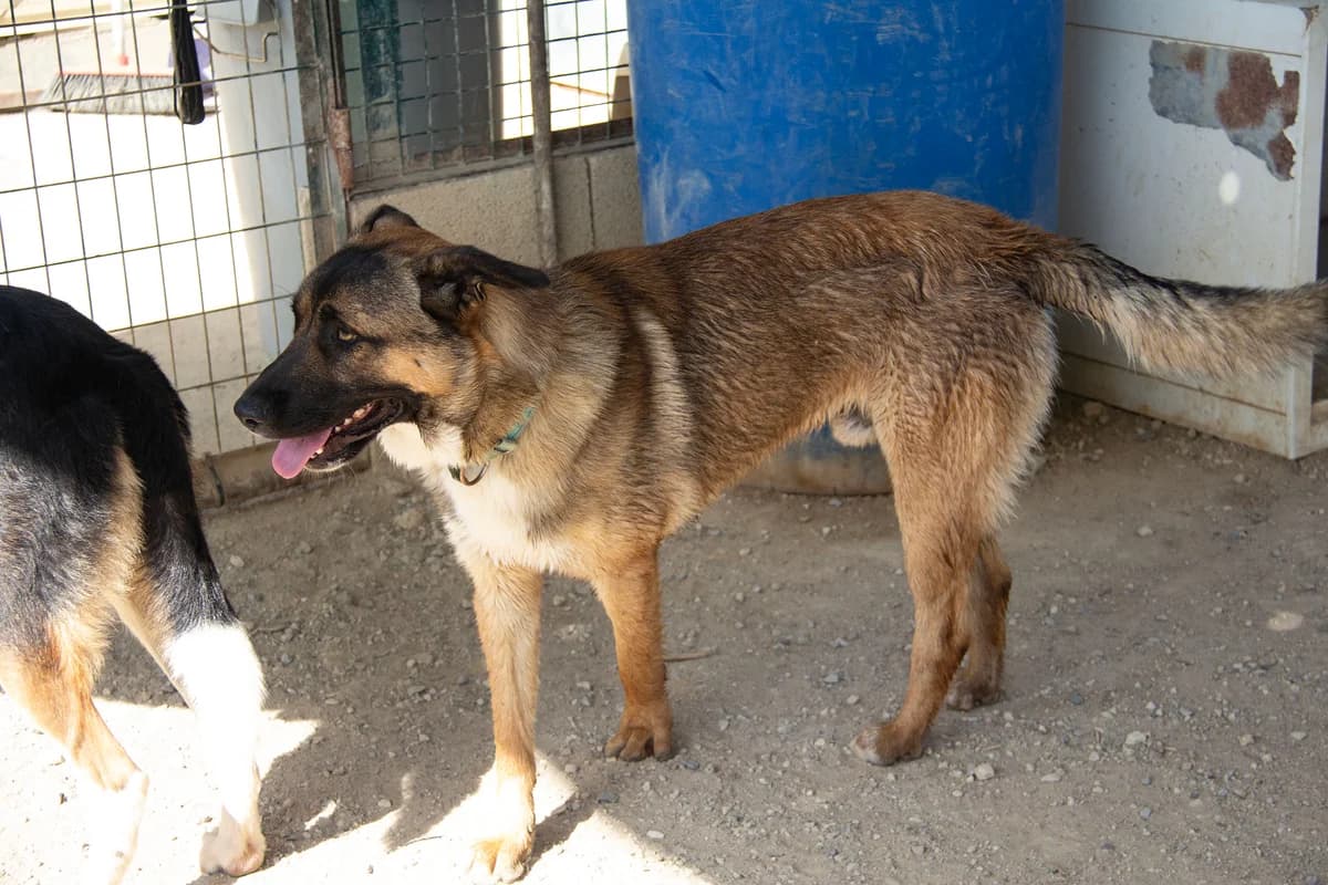 Kamiel, male Mixed Breed for adoption at Melampo, Melampo photo 2