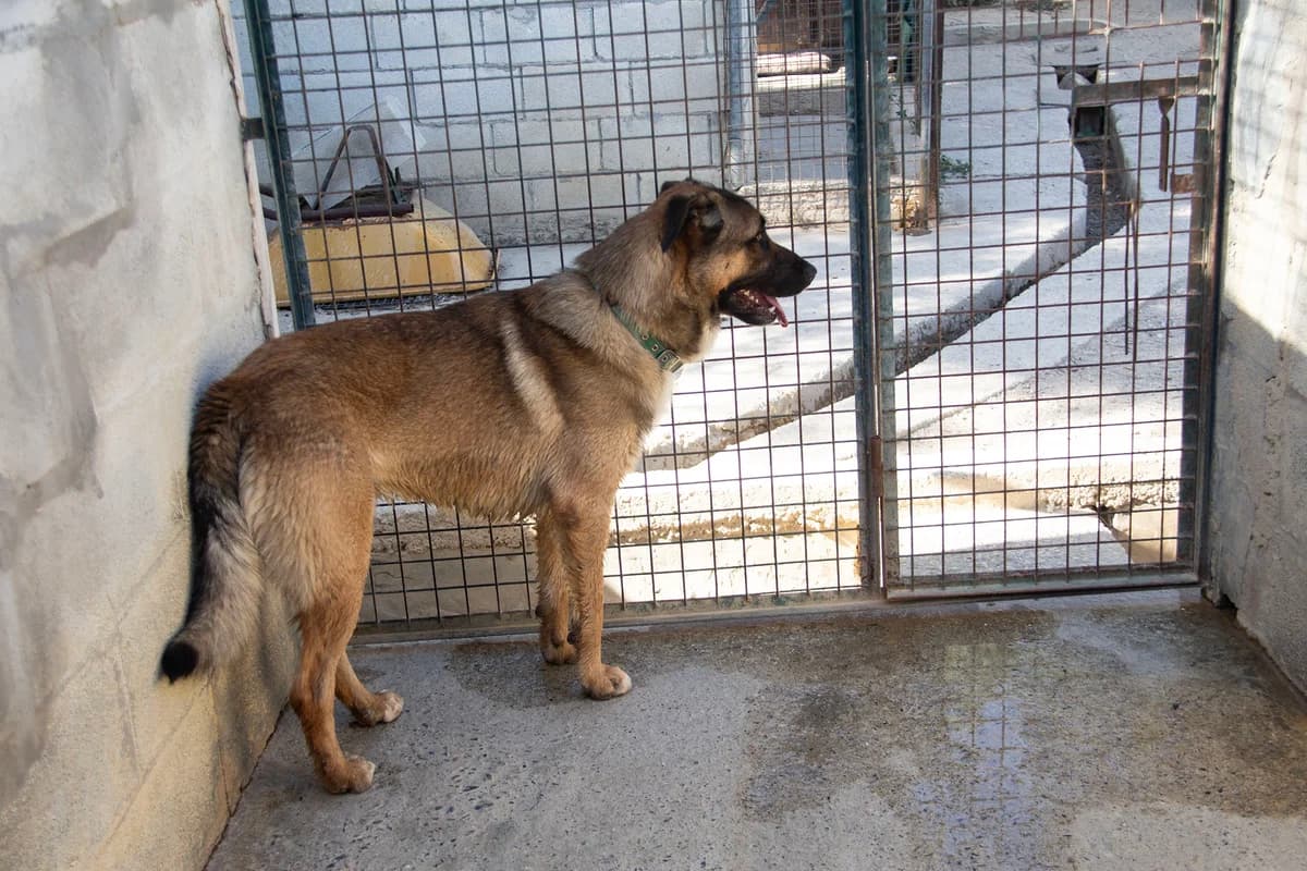 Kamiel, male Mixed Breed for adoption at Melampo, Melampo photo 3