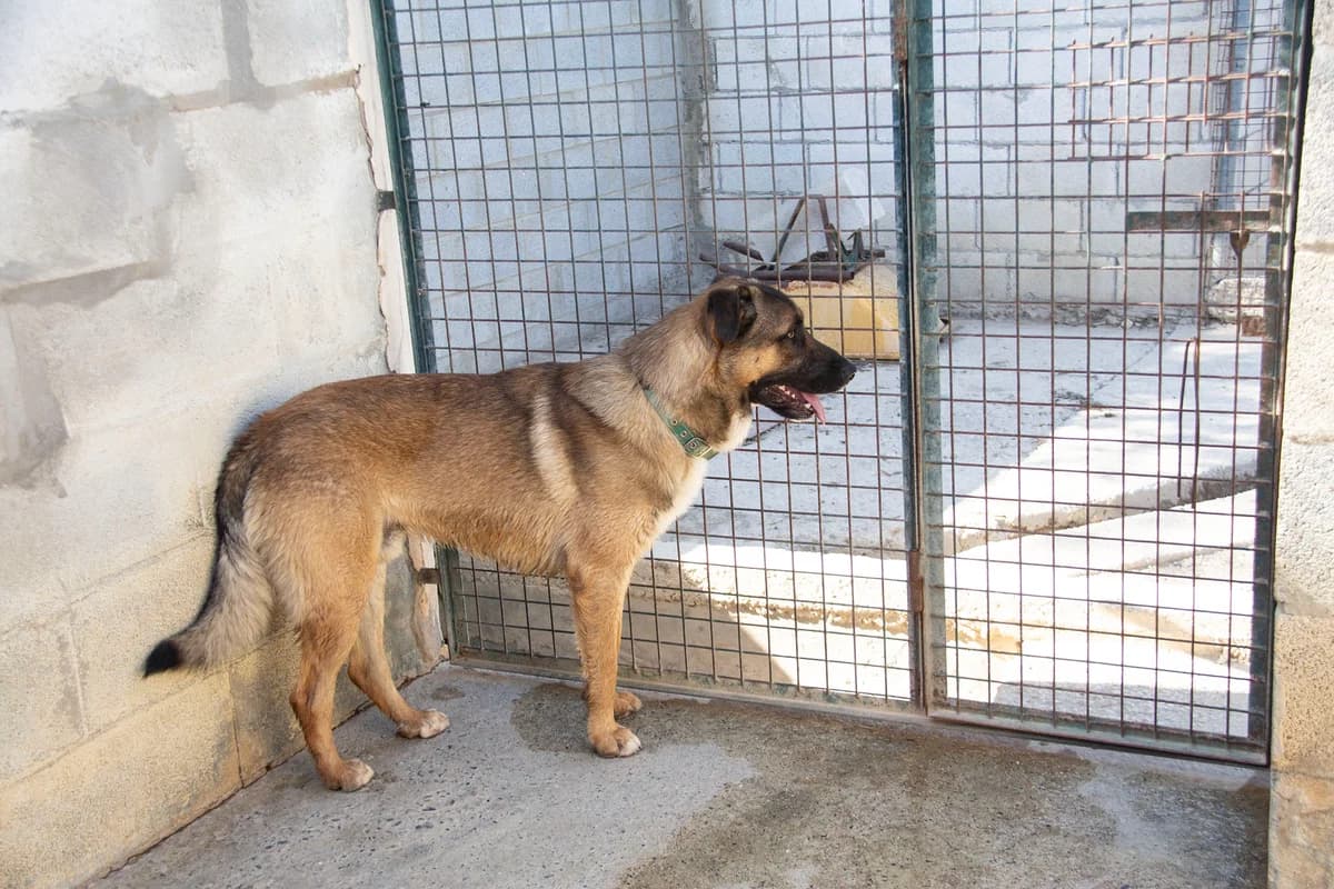 Kamiel, male Mixed Breed for adoption at Melampo, Melampo photo 4