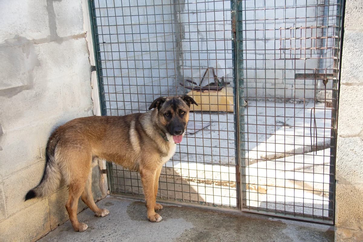 Kamiel, male Mixed Breed for adoption at Melampo, Melampo photo 5
