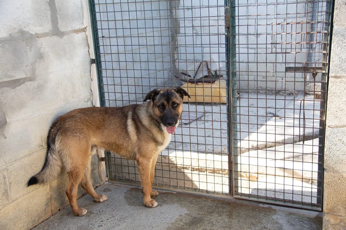 Kamiel, male Mixed Breed for adoption at Melampo, Melampo photo 6