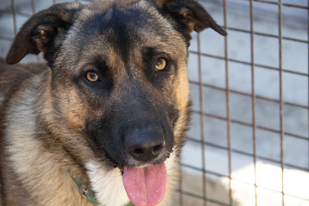 Kamiel, male Mixed Breed for adoption at Melampo, Melampo photo 7