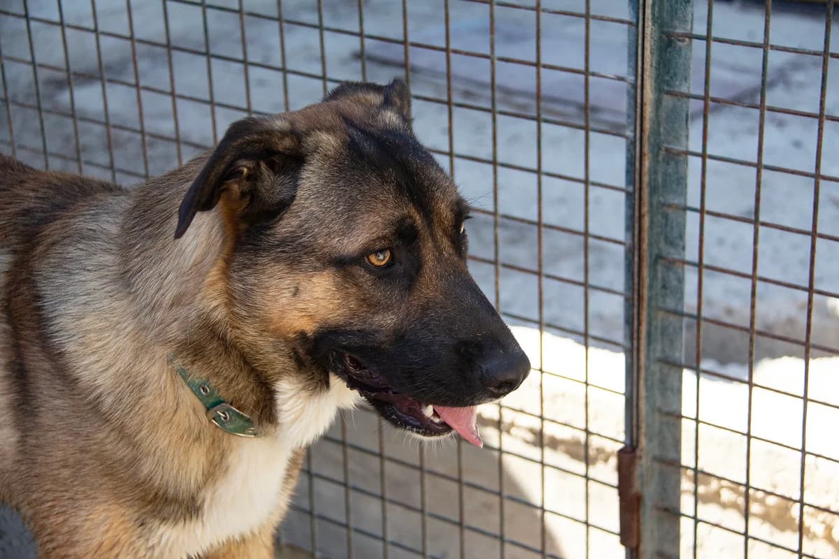 Kamiel, male Mixed Breed for adoption at Melampo, Melampo photo 8