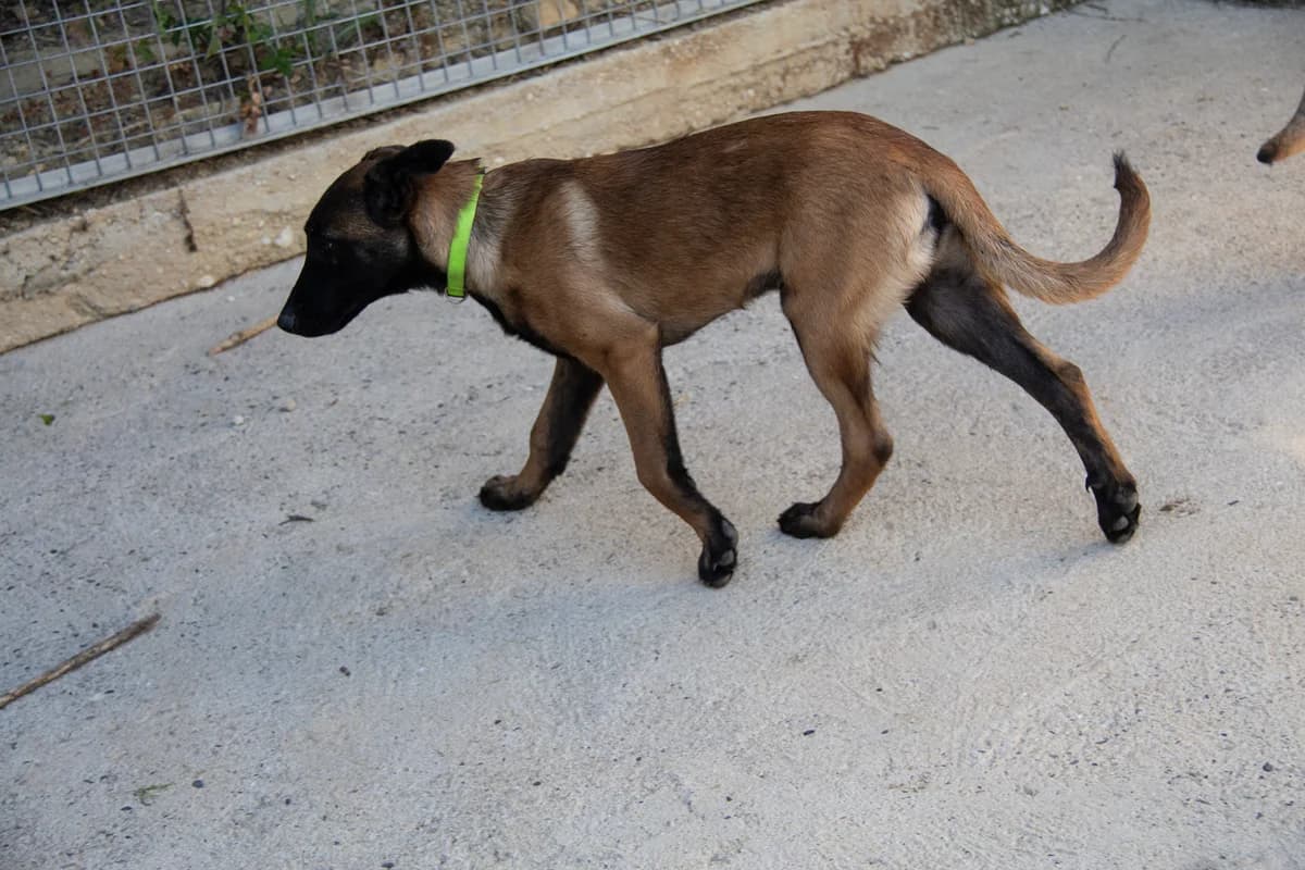 Klein, male puppy Belgian Malinois for adoption at Melampo, Melampo