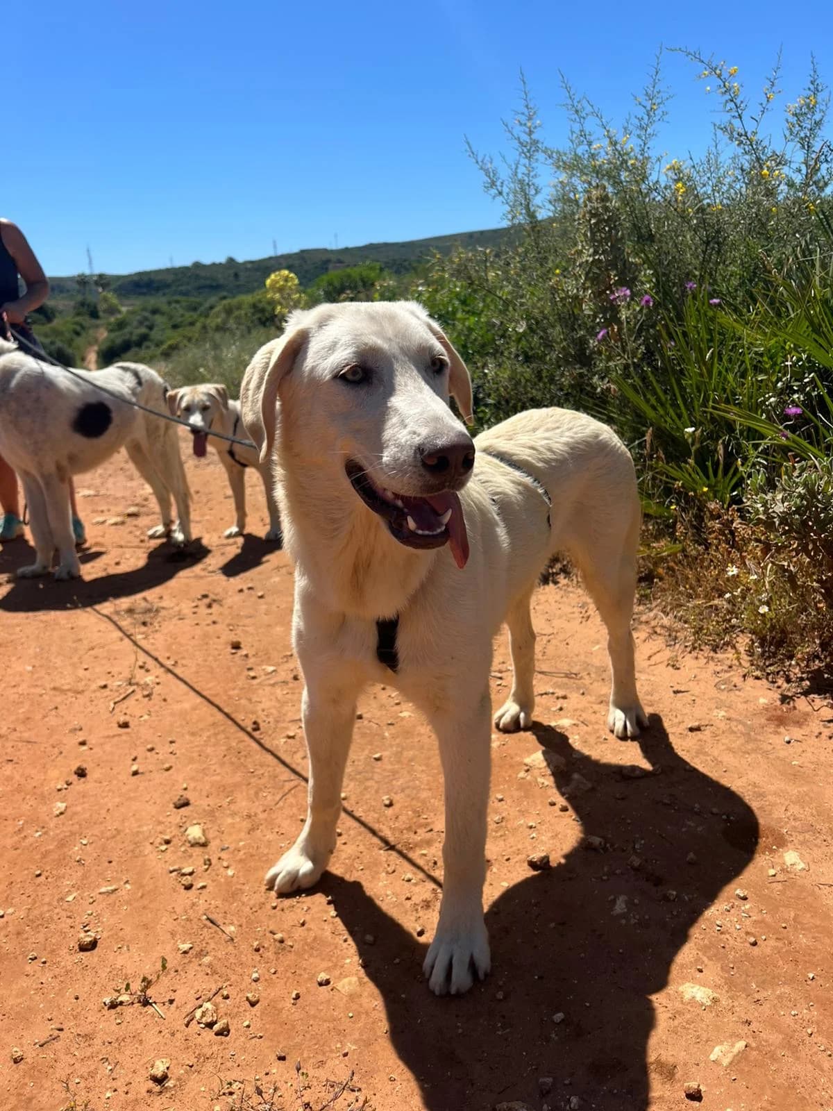 Korfu, male Mixed Breed for adoption at Melampo, Melampo photo 2