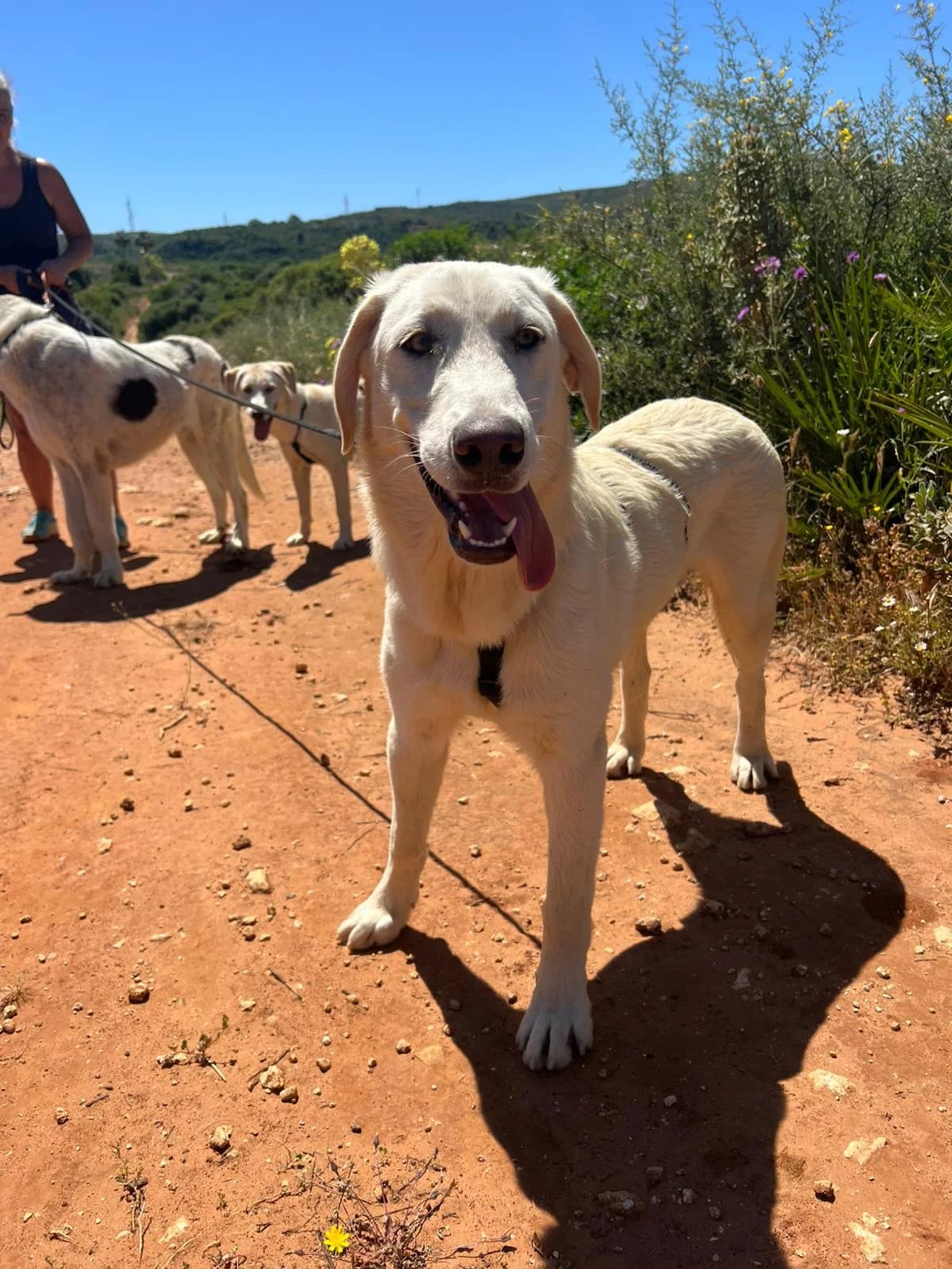 Korfu, male Mixed Breed for adoption at Melampo, Melampo photo 3