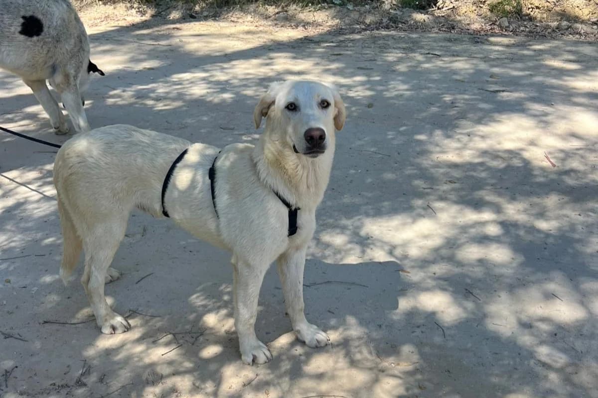 Korfu, male Mixed Breed for adoption at Melampo, Melampo photo 4