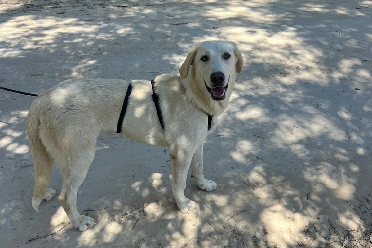 Korfu, male Mixed Breed for adoption at Melampo, Melampo photo 5