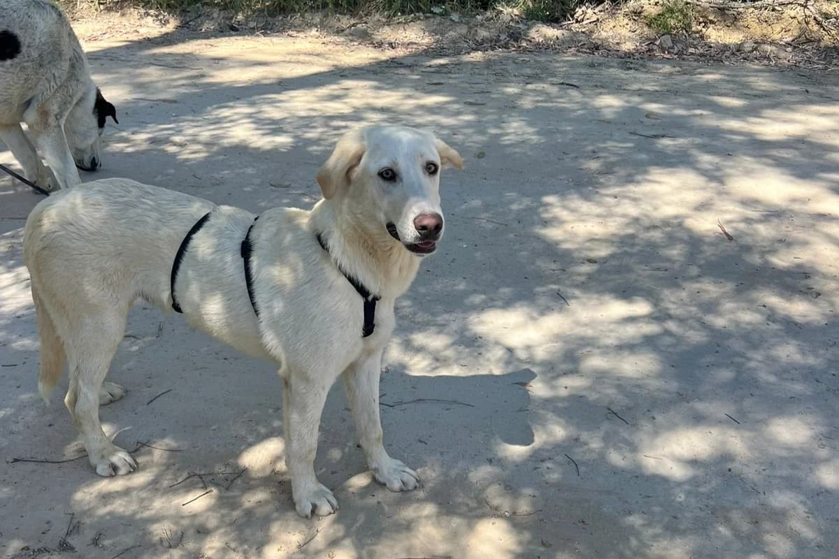 Korfu, male Mixed Breed for adoption at Melampo, Melampo photo 6