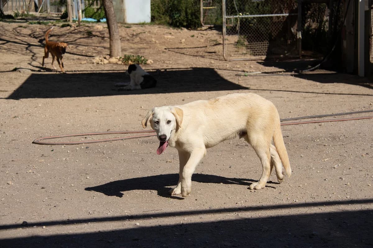 Korfu, male Mixed Breed for adoption at Melampo, Melampo photo 7