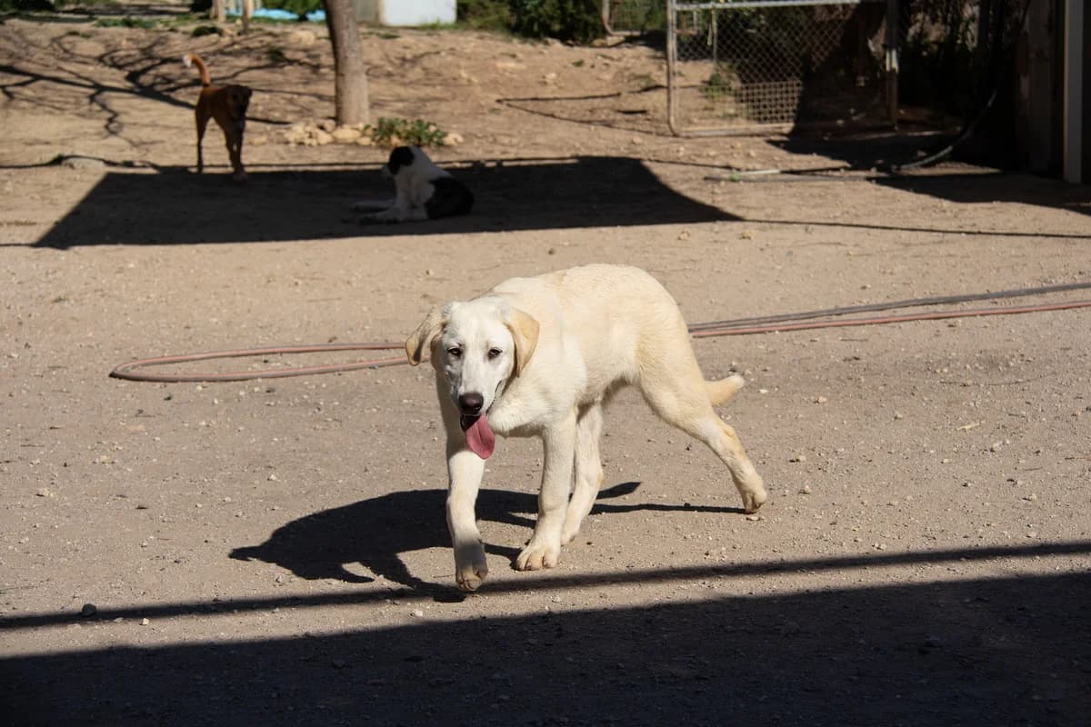 Korfu, male Mixed Breed for adoption at Melampo, Melampo photo 8