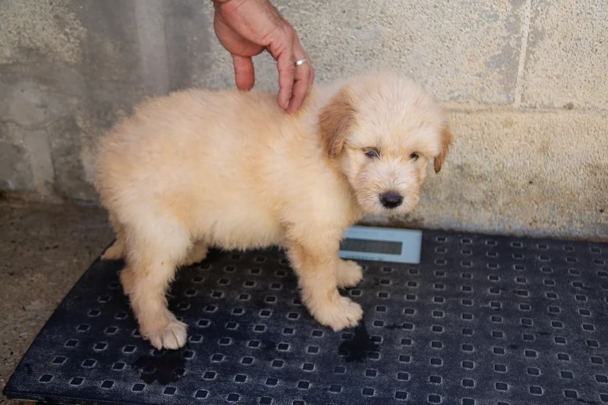 Leandro, male puppy Mixed Breed for adoption at Melampo, Melampo