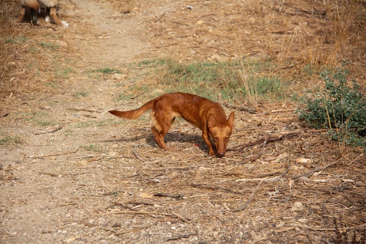 Lexi, female Podenco for adoption at Melampo, Melampo photo 2