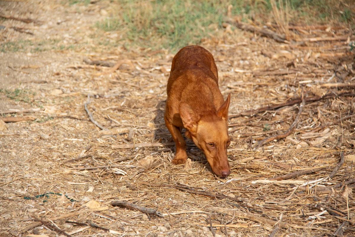 Lexi, female Podenco for adoption at Melampo, Melampo photo 3