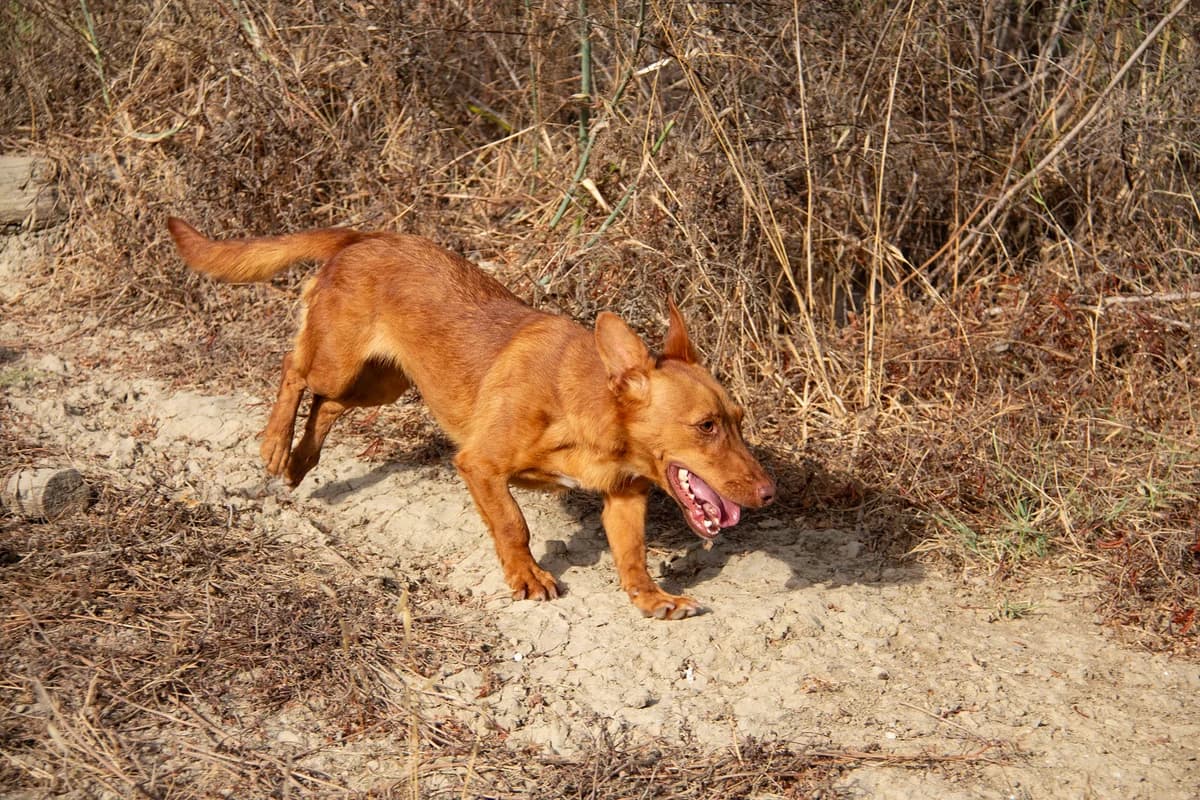 Lexi, female Podenco for adoption at Melampo, Melampo photo 4