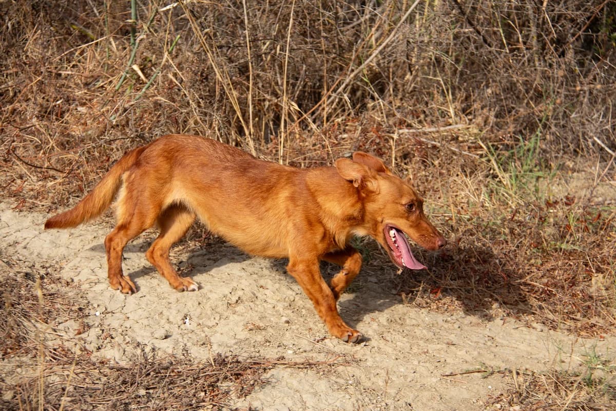 Lexi, female Podenco for adoption at Melampo, Melampo photo 5