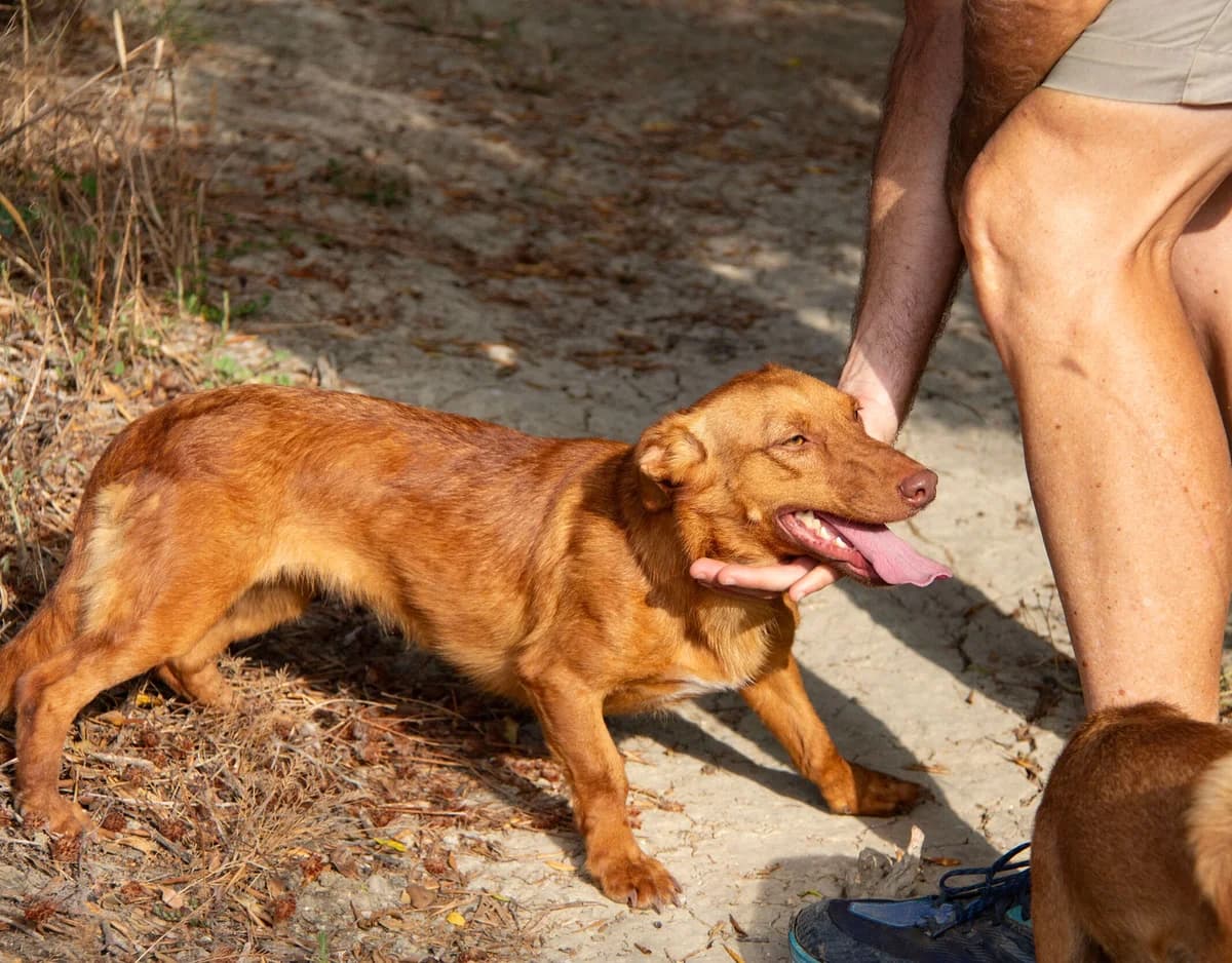Lexi, female Podenco for adoption at Melampo, Melampo photo 6