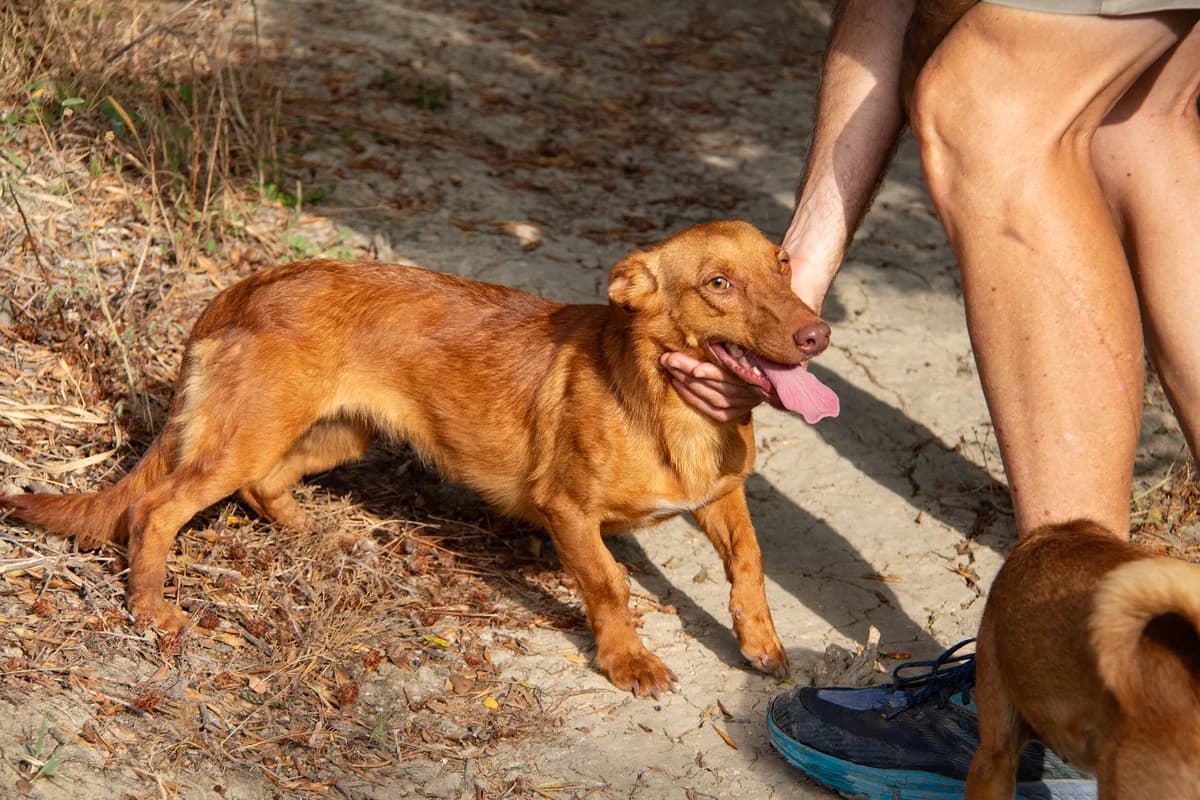 Lexi, female Podenco for adoption at Melampo, Melampo photo 7