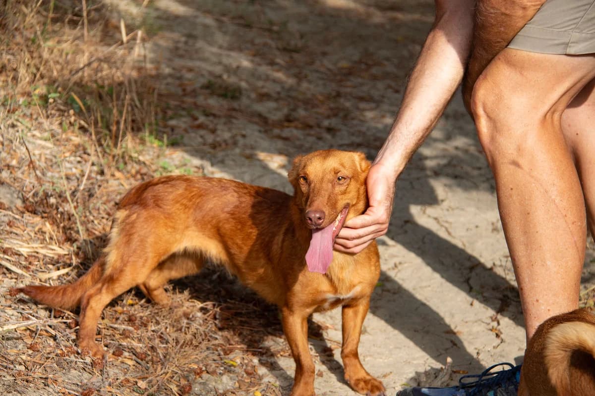 Lexi, female Podenco for adoption at Melampo, Melampo photo 8