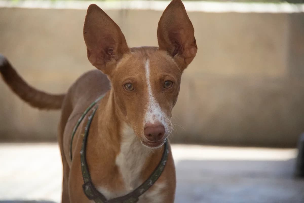Lolo, male Podenco for adoption at Melampo, Melampo photo 2