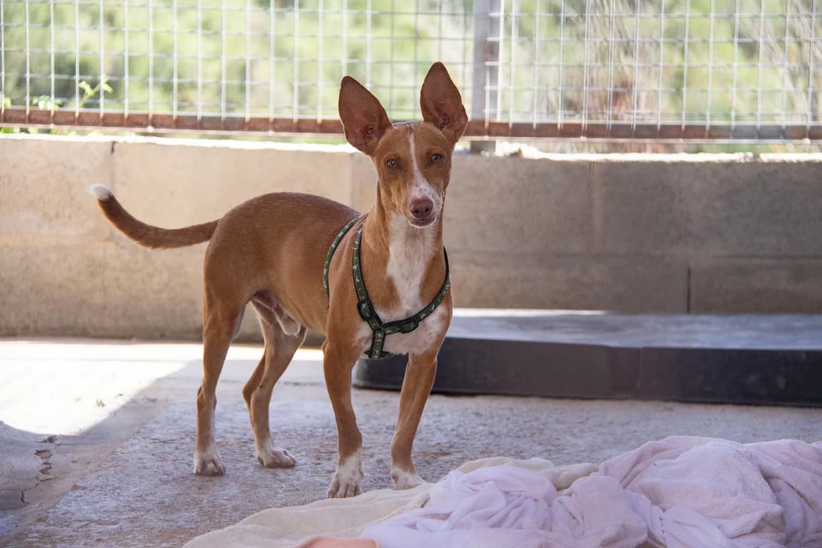Lolo, male Podenco for adoption at Melampo, Melampo photo 3