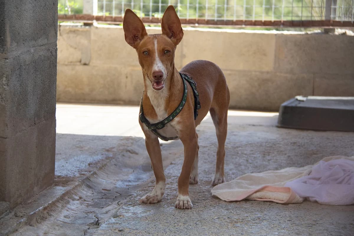 Lolo, male Podenco for adoption at Melampo, Melampo photo 4