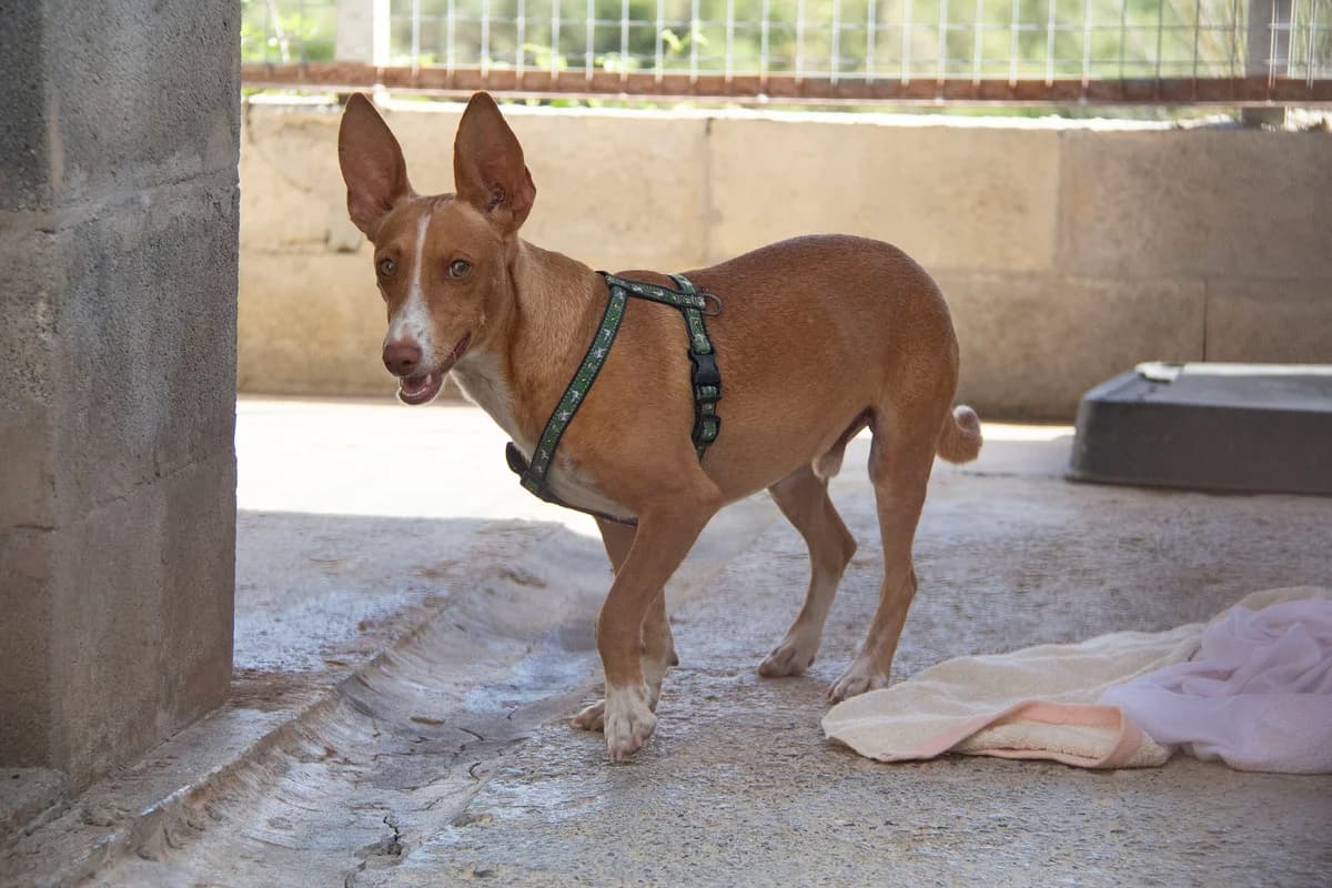 Lolo, male Podenco for adoption at Melampo, Melampo photo 5