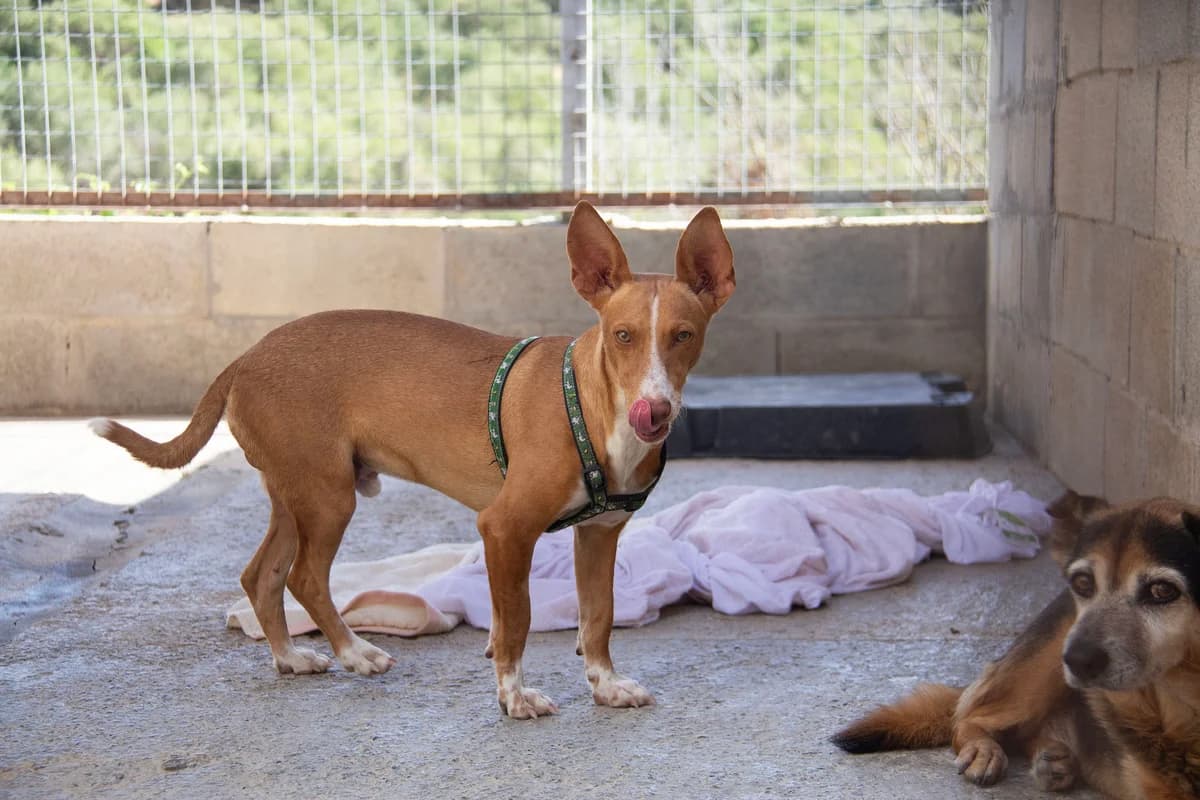 Lolo, male Podenco for adoption at Melampo, Melampo photo 6