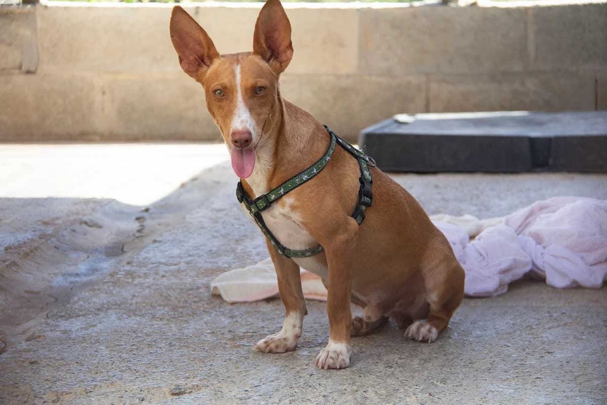 Lolo, male Podenco for adoption at Melampo, Melampo photo 7