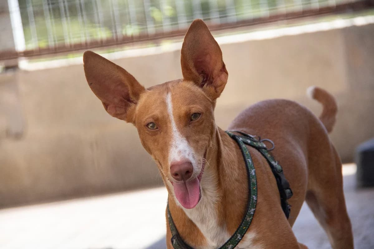 Lolo, male Podenco for adoption at Melampo, Melampo photo 8