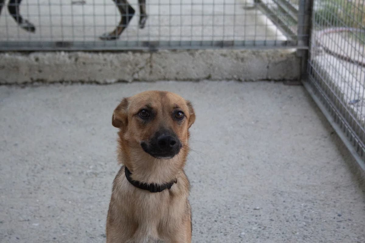 Lotta, female young Mixed Breed for adoption at Melampo, Melampo