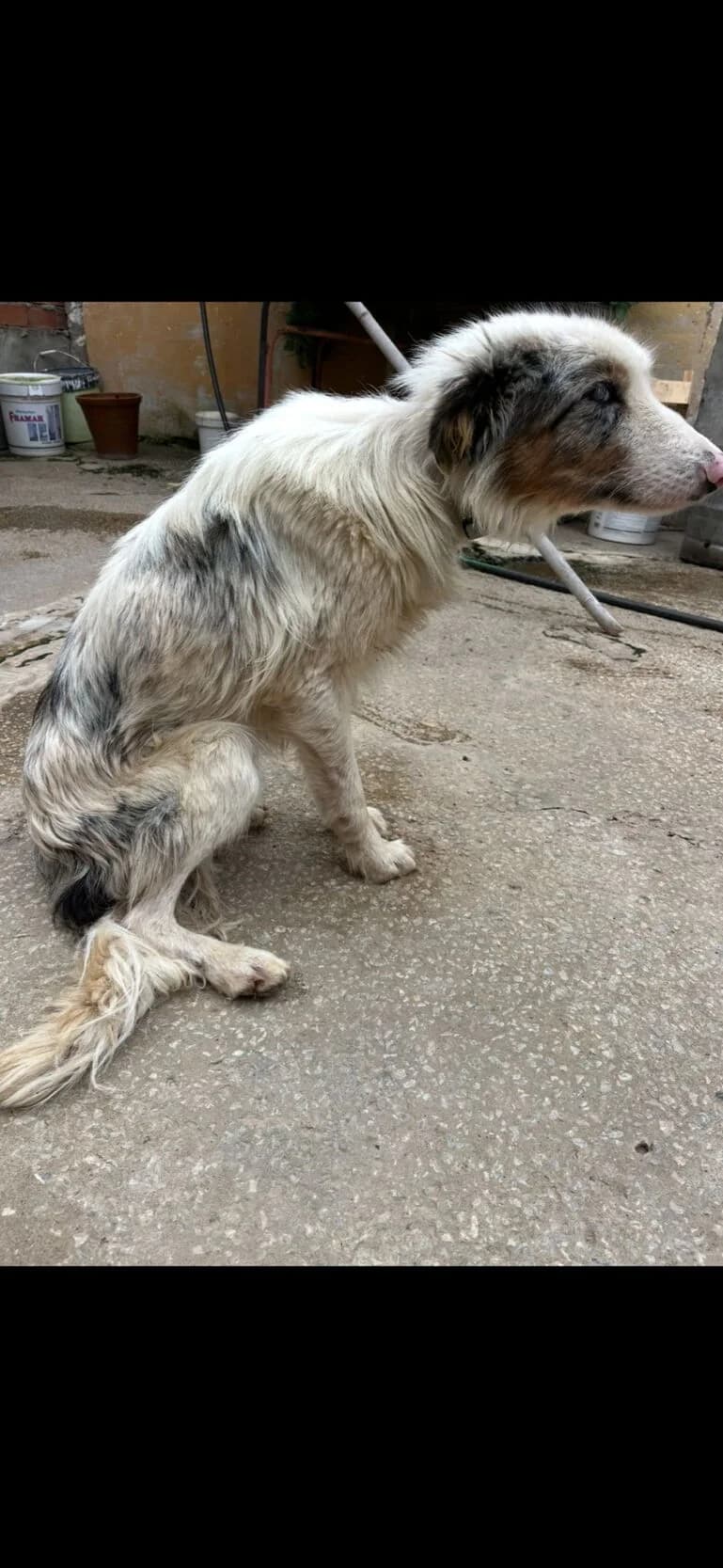 Lotto, male young Border Collie for adoption at Melampo, Melampo