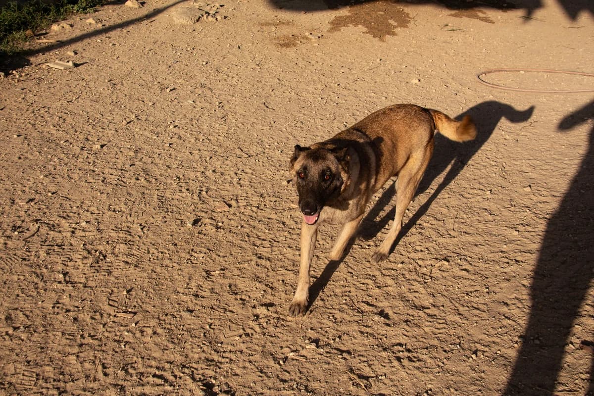 Manuela, female Belgian Malinois for adoption at Melampo, Melampo photo 4