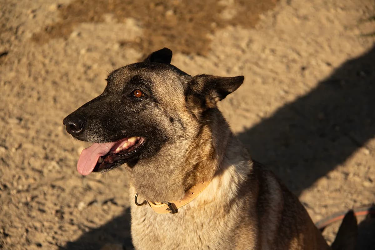 Manuela, female Belgian Malinois for adoption at Melampo, Melampo photo 5