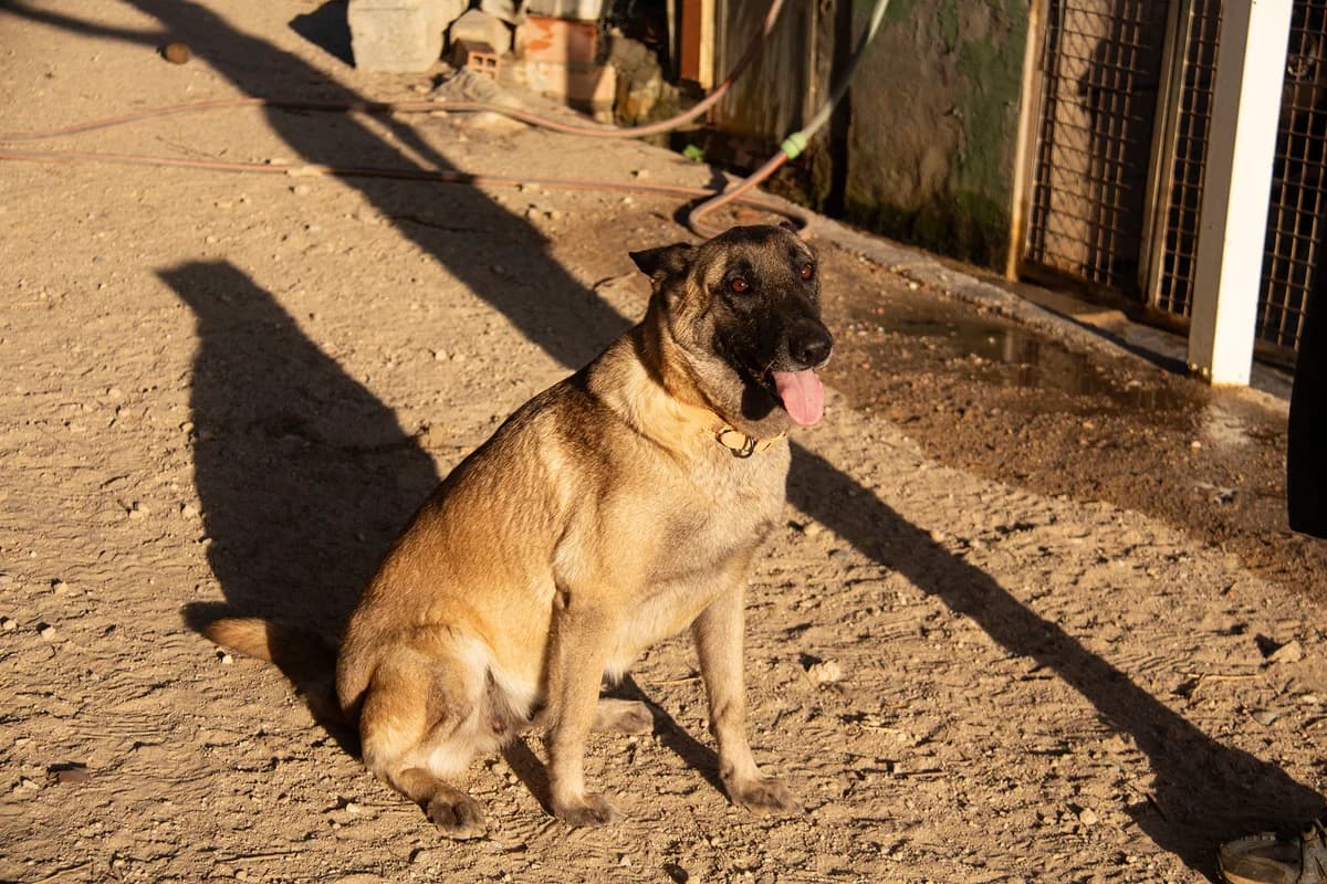 Manuela, female Belgian Malinois for adoption at Melampo, Melampo photo 6