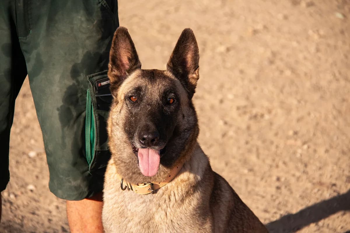 Manuela, female Belgian Malinois for adoption at Melampo, Melampo photo 7
